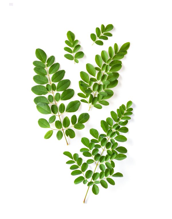 Fenugrec : une plante aux multiples bienfaits santé