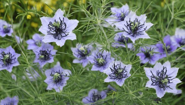 Les vertus de la nigelle : 7 raisons de l'adopter pour votre santé